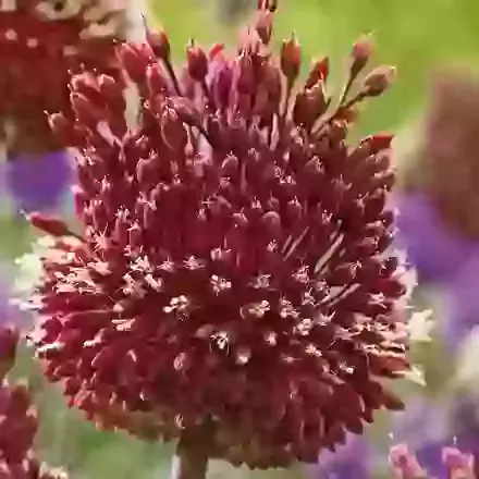 Red Mohican
